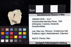 Foto (Objket + Etiketten) von Goniodromites bidentatus (Reuss, 1858) 